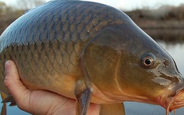 5 loại cá nội địa Việt ngon bổ ngang hàng cá ngoại, quan trọng là giá rẻ bằng 1/2