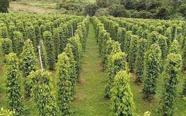 'Sản vật' của Việt Nam đổ bộ Mỹ với giá siêu đắt: Thị phần bằng các đối thủ cộng lại, thế giới ngày càng khan hiếm