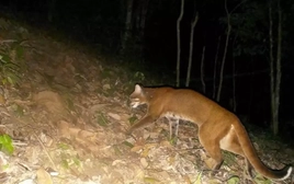 Lần đầu phát hiện loài cực kỳ nguy cấp quý hiếm trong rừng ở Nghệ An