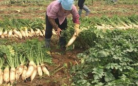 Việt Nam có loại củ được ví như “nhân sâm mùa đông”: Luộc hay kho đều ngon, Đông Y coi là thuốc tự nhiên