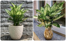 7 loại cây cảnh dễ trồng cho căn hộ thiếu ánh sáng