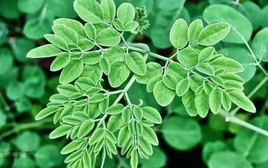 Loại rau mọc dại ở Việt Nam: Canxi gấp 4 lần sữa, hạ đường huyết, tốt cho gan