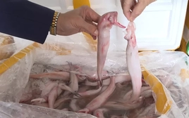 Mua cá khoai chứa formol 37.000 đồng, bán 130.000 đồng/kg