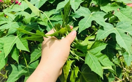 Việt Nam có loại rau cực bổ dưỡng, được giới khoa học khen ngợi hết lời: Tiếc là ít người biết để ăn