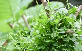 Việt Nam có loại rau người Trung Quốc coi như “báu vật”: Cực tốt cho nam giới nhưng hay bị chê