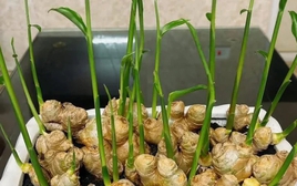 3 loại cây nên trồng vào năm 2026: Vừa làm thuốc quý vừa hút sinh khí, tài lộc vào nhà