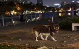 Quá bức xúc trước hình ảnh chó thả rông "nghênh ngang", phóng uế tại TPHCM