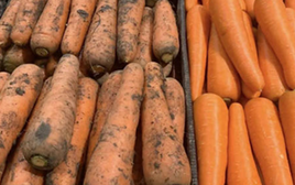 Tôi vừa nhận ra sự khác biệt lớn giữa cà rốt bám bùn đất và cà rốt trắng sạch!