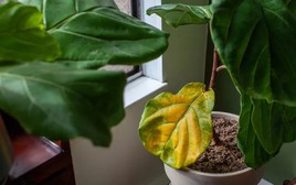 7 loại cây có cho cũng không nên trồng trong nhà