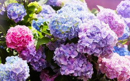 Những loài hoa có độc nhưng lại được nhiều người trồng làm cảnh