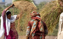 Không phải Ấn Độ hay Thái Lan, gạo của một quốc gia đang gặp khốn đốn: Giá giảm 28% nhưng hàng nhập khẩu thắng lớn, gạo nội địa lâm cảnh ế ẩm