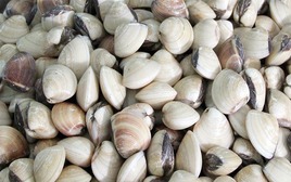 Mua ngao chỉ cần nhớ 3 mẹo này: Ăn không hết vẫn tươi, thịt không teo mà mọng ngọt như mới