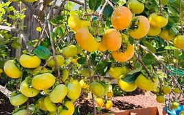 Người xưa dặn: "Phía Đông trồng lựu hốt vàng, phía Tây trồng hồng hốt bạc" - Sự thật là gì?