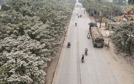 'Bão bụi' bao phủ đường cửa ngõ Hà Nội, cây cối chuyển màu trắng xóa