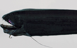 Loài thủy quái đáng sợ nhất hành tinh