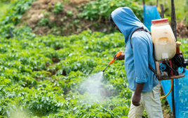 12 loại rau quả ngậm nhiều độc tố nhất năm 2025 được công bố, 2 cái tên quen thuộc lần đầu xuất hiện gây lo ngại