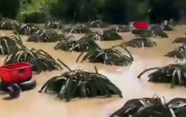 CLIP: Nông dân bám vào ruột xe tải bơi vào vườn thanh long để thu hoạch chạy lũ