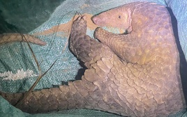 Bắt được con vật lạ không ngờ là động vật nguy cấp, quý hiếm trong sách đỏ