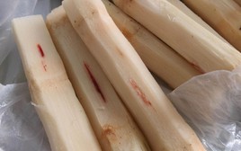 Mua mía thấy vệt đỏ trên thân thì vứt ngay lập tức, ăn vào nôn mửa, co giật tay chân