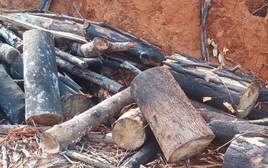 Khởi tố vụ phá hơn 97 ha rừng ở Gia Lai