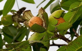 Loại quả Việt Nam có nhiều, được đại danh y ví như "kho báu": Bổ thận, lọc máu, tốt cho não bộ