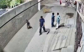 Kinh hoàng sư tử vượt tường tấn công phụ nữ, trẻ em giữa phố ở Pakistan