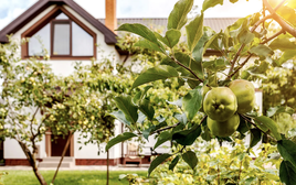 Mỹ đánh giá đây là 5 cây ăn quả phù hợp nhất cho sân trước: Số 5 người Việt trồng từ lâu