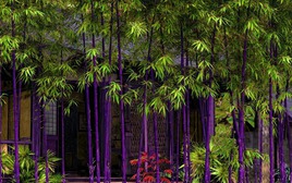 4 cây cảnh "đổi vận" cho chủ, nhà giàu nào cũng chuộng: Càng trồng càng lắm lộc, nhiều vận may