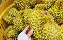 Dự báo xuất khẩu sầu riêng sang Trung Quốc 2026, liệu có vượt qua Thái Lan?