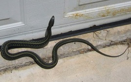 Rắn bò vào nhà, nên mừng hay nên lo?