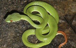 3 thứ dụ rắn vào nhà, 4 thứ rắn sợ “hồn lìa khỏi xác”