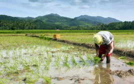 Việt Nam đón tin vui từ nhà nhập khẩu gạo lớn nhất thế giới