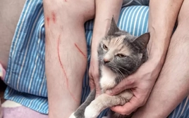 Bị mèo cào, sau 3 tháng cụ ông phát bệnh dại tử vong