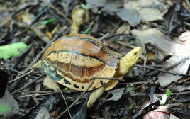 Ẩn trong rừng Đắk Lắk, lộ diện "báu vật sống" cực kỳ quý hiếm, được thế giới bảo vệ nghiêm ngặt