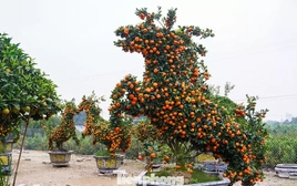 Độc lạ quýt hình ngựa có giá hàng chục triệu đồng ở thủ phủ cây cảnh Hưng Yên