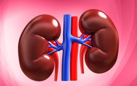 “Yêu” một mình có hại thận?