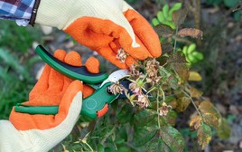 3 loại cây phải được cắt tỉa ngay trong tháng 1 để ra hoa suốt mùa hè