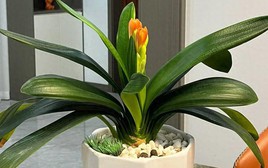 Bị vẻ đẹp đánh lừa, tôi đã trồng lan Clivia và gặp ngay 4 cú sốc khiến phải bỏ lập tức