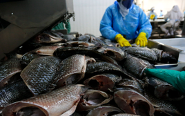 Không phải cá tra hay cá ngừ, một sản vật của Việt Nam được người Mỹ cực kỳ mê: Xuất khẩu tăng 141%, châu Âu, Trung Đông đều ưa chuộng