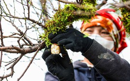 Chủ vườn ở Hà Nội đắp rêu giữ ẩm, chăm đào cổ thụ đón Tết Nguyên đán