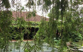 3 loại cây bị cho là mang "vận xui", năm 2026 nên tránh trồng trong sân nhà