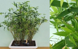 2 loại cây nên trồng trước cửa nhà vào năm mới: "Hút" tài lộc, làm thuốc cho cả gia đình