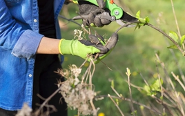 Sắp kết thúc tháng 1, đây là 7 loại cây cần cắt tỉa gấp