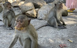 Khỉ rượt đuổi, tấn công người đi bộ ở TPHCM