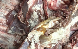 Vụ sườn heo đông lạnh "có màu lạ" đưa vào trường học: Chấm dứt hợp tác với đơn vị cung cấp thực phẩm