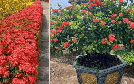 Loài hoa chơi Tết bền cả tháng, nở đẹp mỹ miều: 1 ngày ngắm 24 giờ không thấy chán