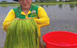 Đặc sản trời cho miền Tây, cả nước trầm trồ