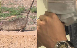 Nóng: Xuất hiện 1 ca tử vong do virus truyền nhiễm từ động vật sang người sau đúng 8 ngày có triệu chứng