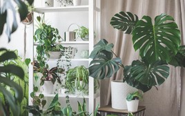 5 loại cây khó chăm bậc nhất, người mới bắt đầu không nên "đụng vào"