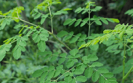 Loại rau là "thần dược phòng the": Tốt cho cả nam và nữ